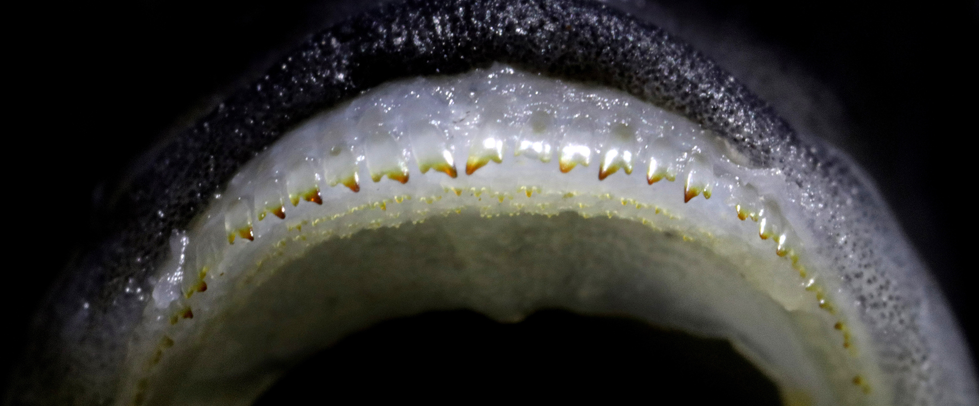 Fish Teeth Show That Ease of Evolution Is Its Own Evolutionary Advantage