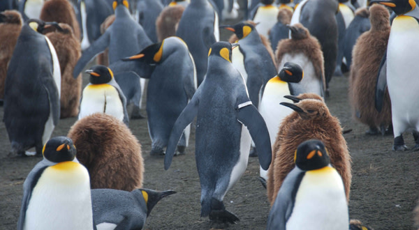 Flipper bands impair penguin survival and breeding success