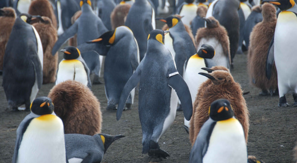 Banded_penguin.jpg