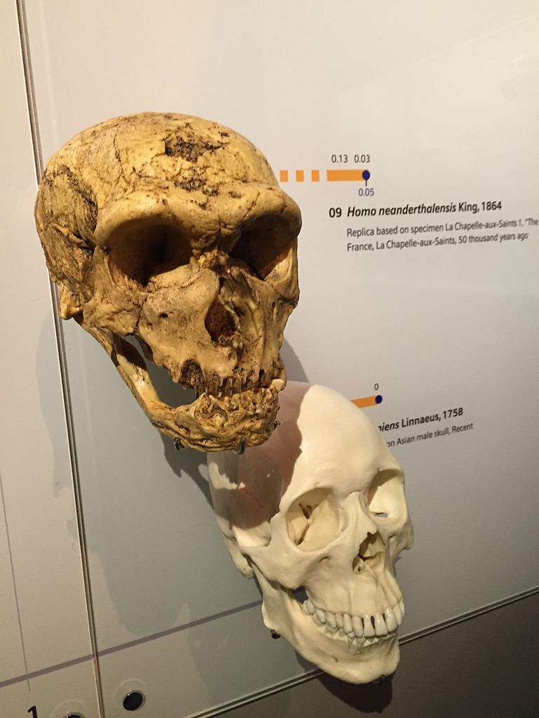 The La Chapelle aux Saints skeleton, whose replicated skull is shown here (top), with its toothless mouth, does not represent a healthy Neanderthal. (Credit: Jacklee/Wikimedia Commons)