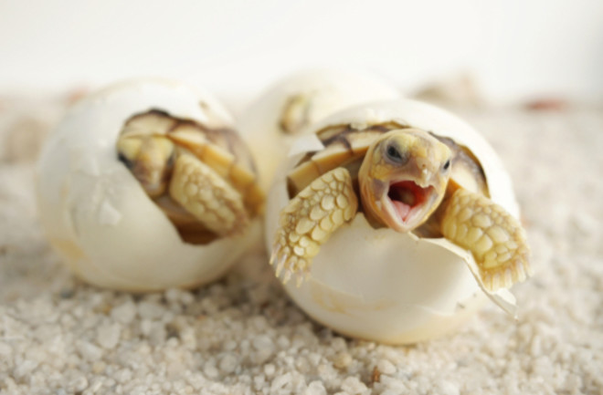 Baby Tortoises Hatching - Shutterstock