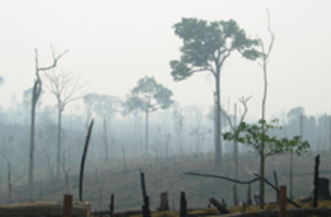 amazon-deforestation.jpg
