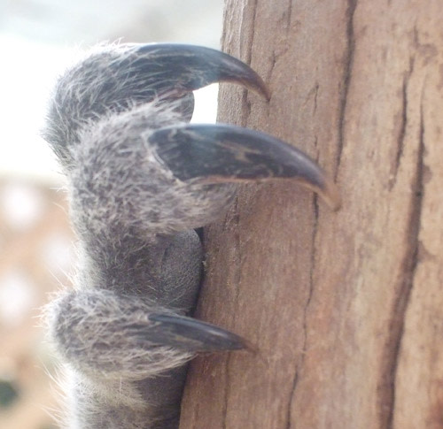 Koalaclaw.jpg