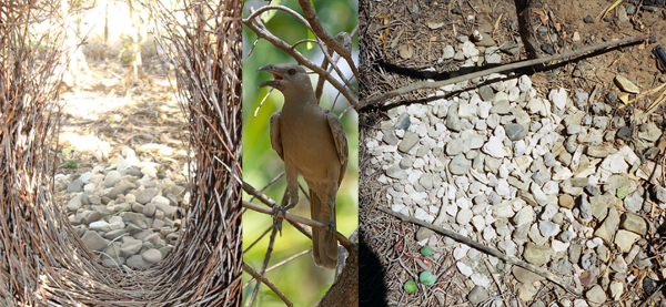 Great_bowerbird.jpg