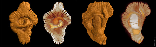 Gabon_fossils.jpg