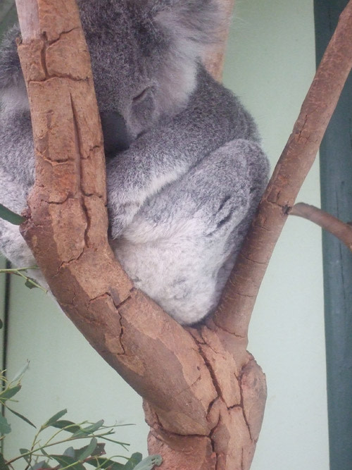 Koalasleeping.jpg
