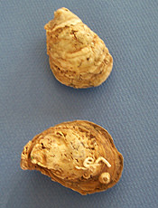 oyster.jpg