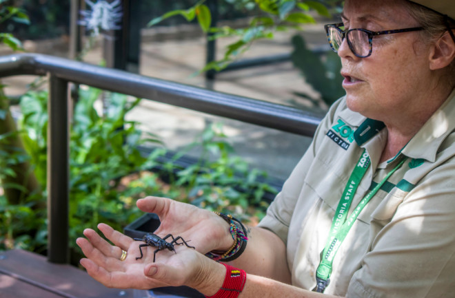 scientist holding a bug - shutterstock