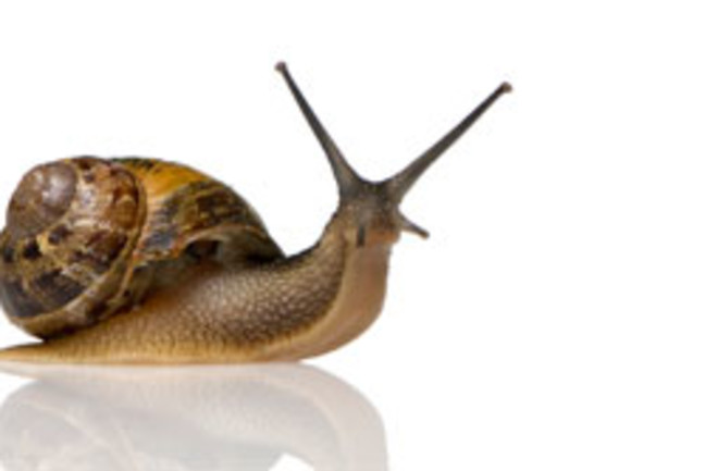 snail.jpg