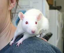lab-rat.jpg