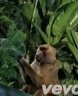 5ea93-baboon.jpg