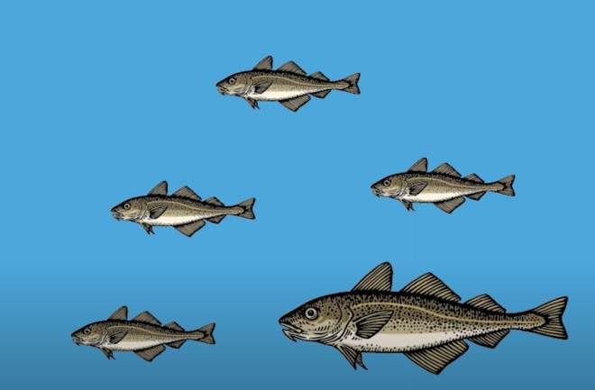 Fish evolution video