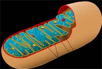 Mitochondrion.jpg