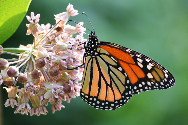 Monarch on Milkweed - Field Museum