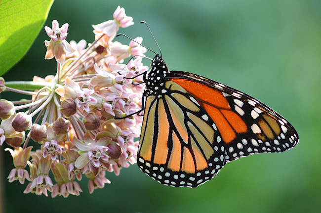 Planting Milkweed Across Major Cities Could Help Save Monarchs