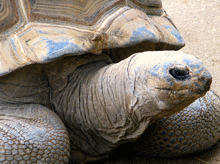 indian-turtle-web.gif