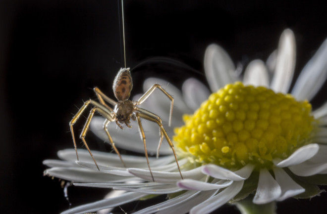 Ballooning-Spider-©Michael-Hutchinson-1.jpg