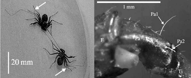 Whip_spiders.gif
