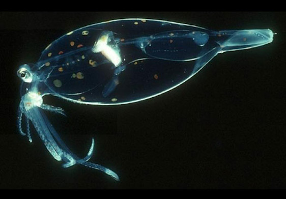 Top 142+ List of animals that use bioluminescence - Merkantilaklubben.org