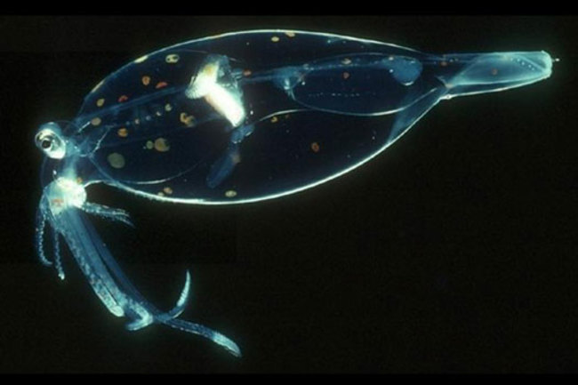 8 Marine Creatures That Light Up The Sea Discover Magazine 8 marine creatures that light up the