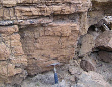 sponge-fossil.jpg