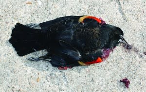 110107-blackbird-150a.photoblog600-300x190.jpg