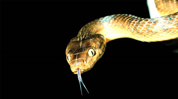 browntreesnake.jpg