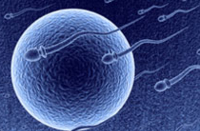 sperm-egg.jpg