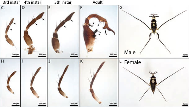 Water_strider_male_female.jpg