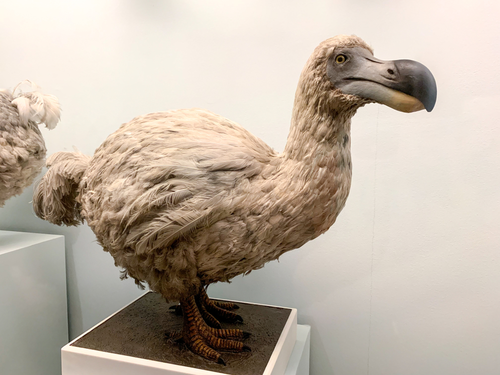 5 Things You May Not Have Known About The Dodo Bird | Discover Magazine