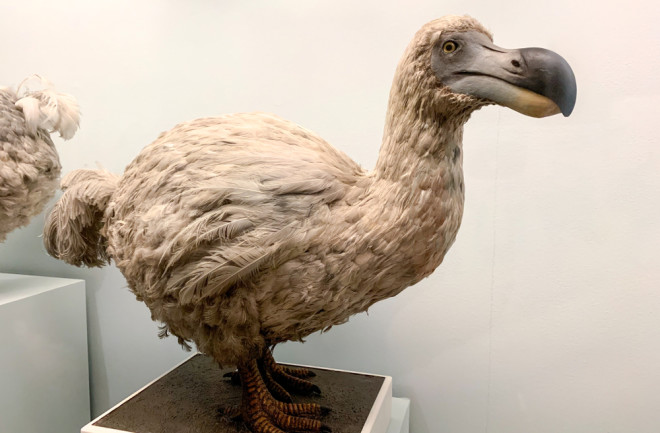 5 Things You May Not Have Known About The Dodo Bird | Discover Magazine