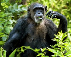 Chimpanzee Eating - Shutterstock
