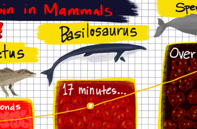 Myoglobin in mammals evolution