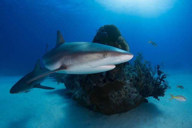 What is shark finning and why is it a problem? - Discover Wildlife