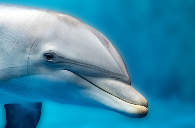 dolphin portrait detail of eye while looking at you from ocean - shutterstock 500829622