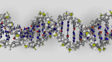 dna-double-helix2.jpg
