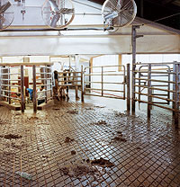 animals-milking.jpg