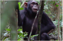 Chimp_stick.jpg