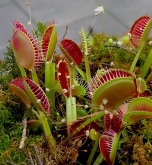0606VenusFlyTrap300.jpg