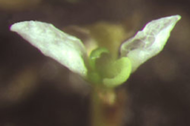 may01rd_leaves.jpg