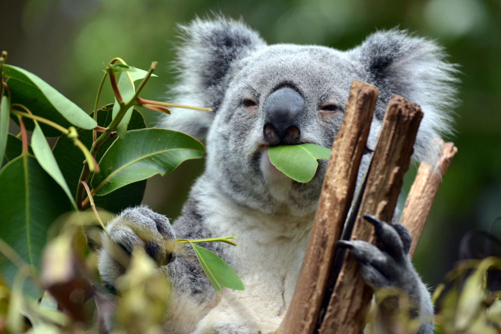 Why Do So Many Weird Animals Live in Australia? | Discover Magazine