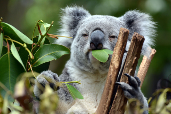 Why Do So Many Weird Animals Live in Australia?