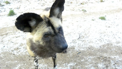 Hunting_dog_portrait.jpg