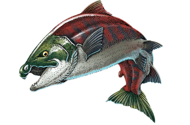 Artist’s rendering of complete female iconic fish with accurate spike-tooth configuration. 
