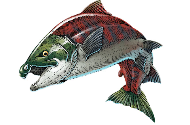 Artist’s rendering of complete female iconic fish with accurate spike-tooth configuration.