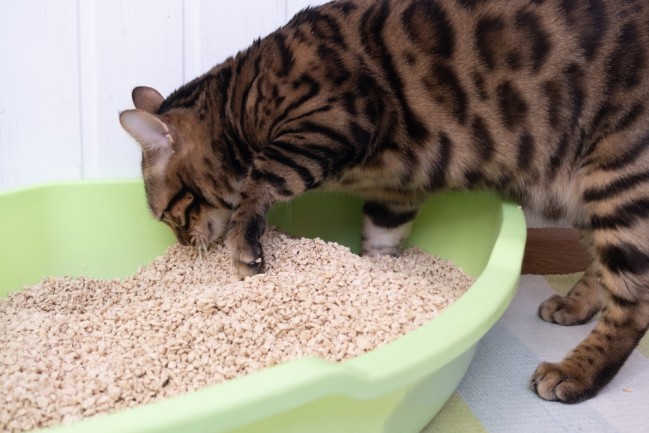 A clean cat uses its own litter box. The cat burrows the contents of the tray. 