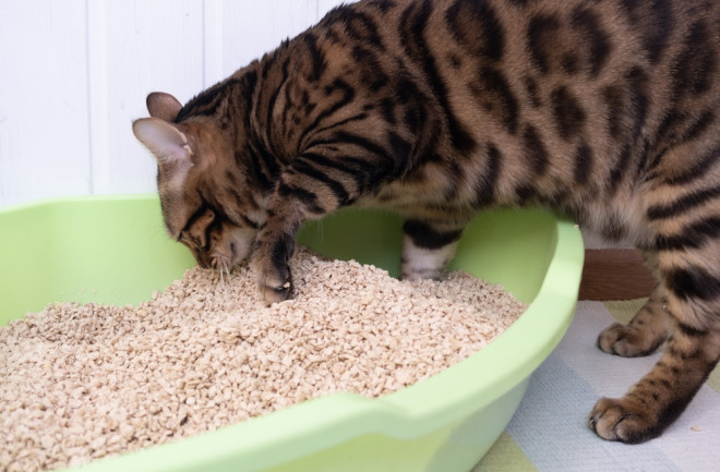 A clean cat uses its own litter box. The cat burrows the contents of the tray. 