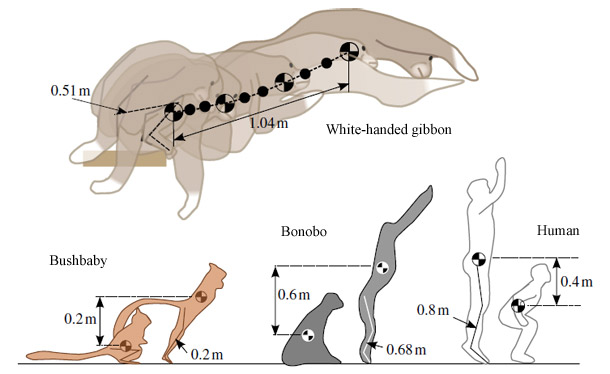 Gibbon_jumping.jpg