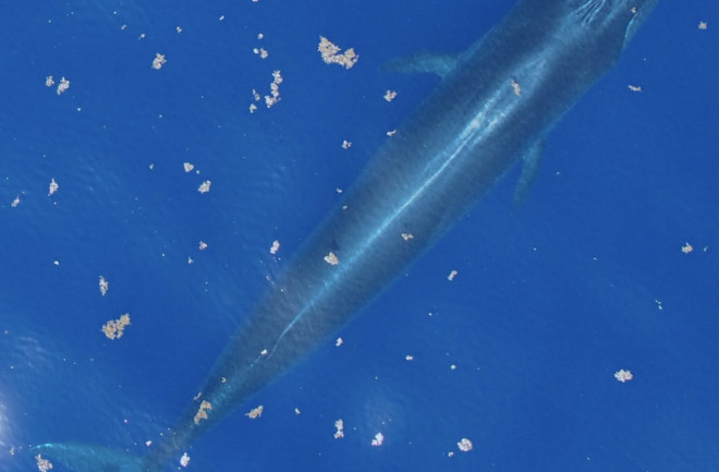 Aerial photograph of a Rice's whale