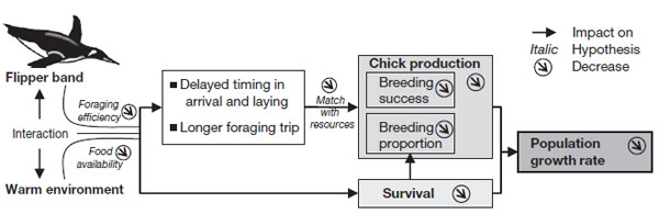 Penguin_schematic.jpg